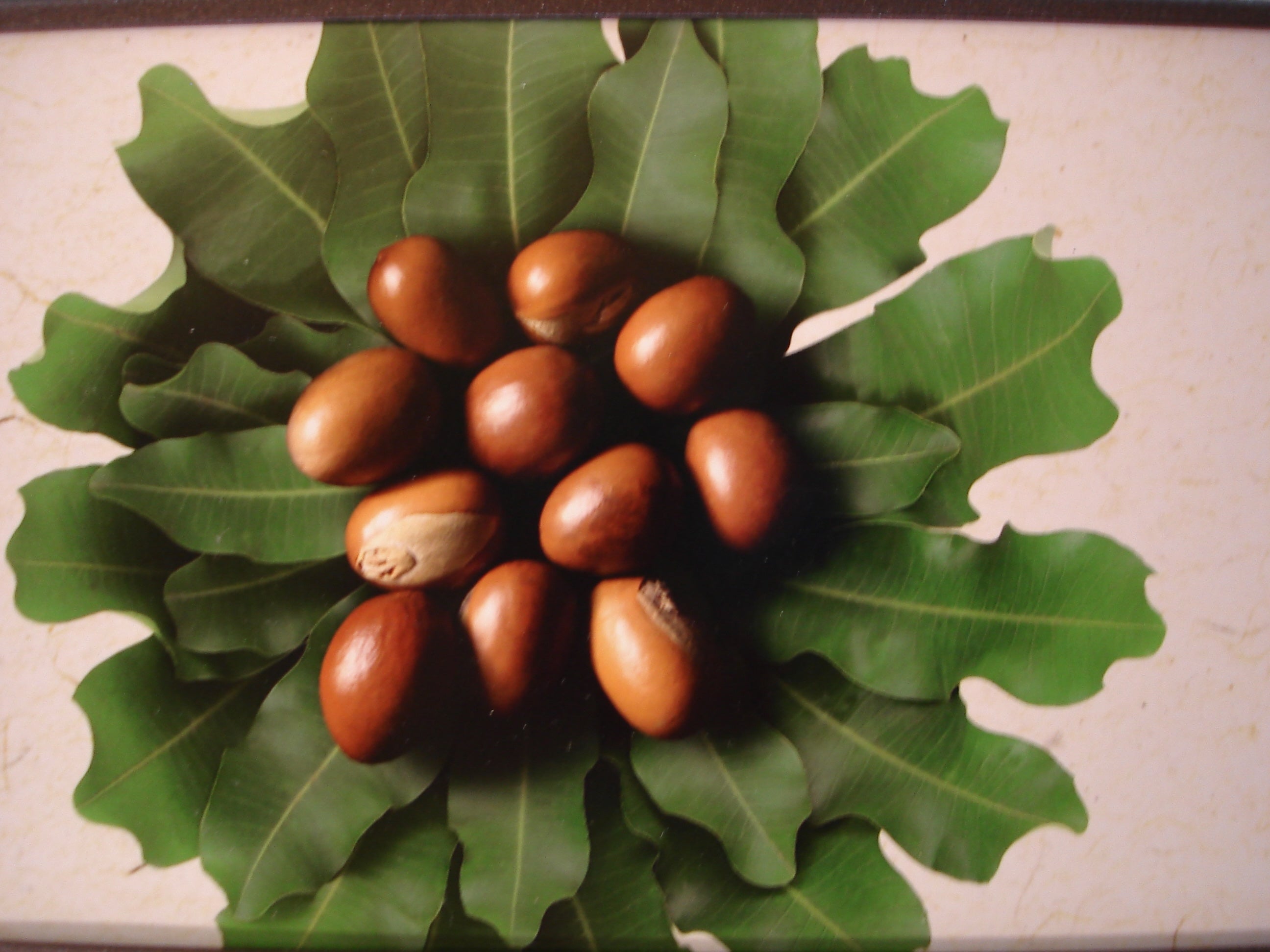 Organic Shea Butter: Unlocking Radiant Skin